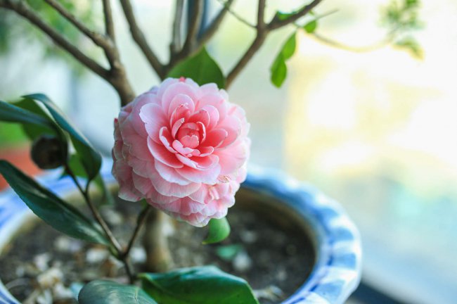 茶花的主要病害及其防治