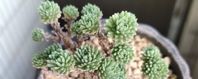 球松泛黄发软怎么办