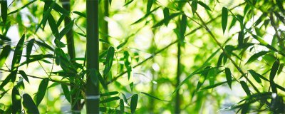 竹子种植风水禁忌 屋后种竹科学解析