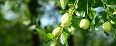 枣树风水禁忌 枣树种植讲究与科学养护