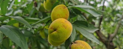 桃树风水解析 桃树种植养护全攻略