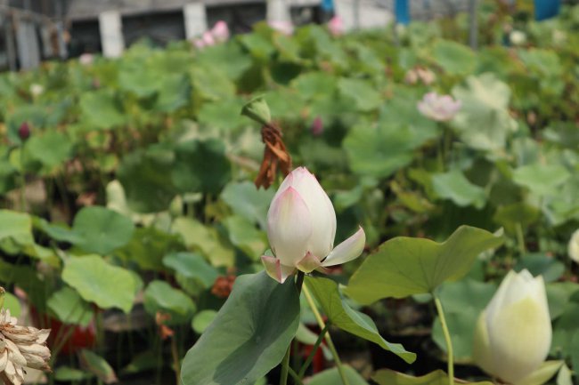 十种代表精神品质的花