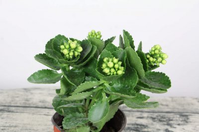 长寿花蔫苞成因解析 长寿花花苞养护对策