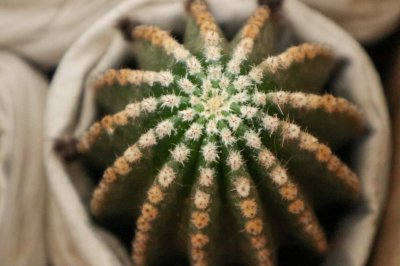 仙人球开花白色寓意 仙人球白花养护技巧
