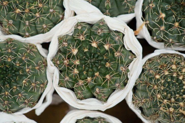 仙人球开花白色寓意是什么