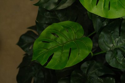 龟背竹寓意解析 龟背竹风水布局指南
