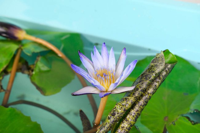 睡莲的寓意和象征风水