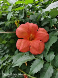 凌霄花适合家庭养殖吗 居家摆放凌霄花风水禁忌