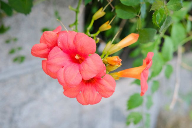 凌霄花养在家里吉利吗