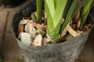 兰花开花寓意 兰花风水与养护全解