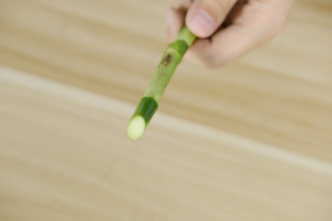 富贵竹老是不生根怎么办