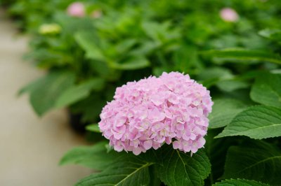 绣球花花语全解析 绣球花色彩象征指南