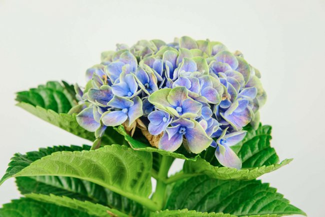 绣球花的花语