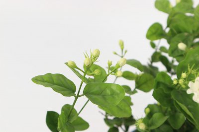 茉莉冬季掉叶解析 茉莉越冬养护指南
