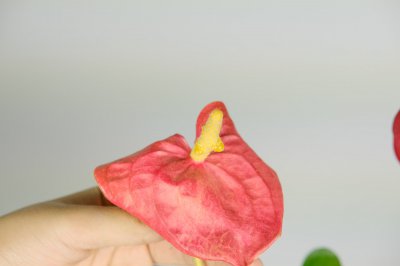 十大吉祥植物盘点 吉利花卉养护与风水寓意
