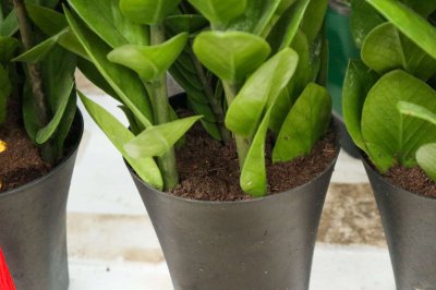 金钱树真能招财纳福？ 吉祥植物的馈赠艺术