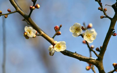 十二月花神文化解析 花神传说与花语解读