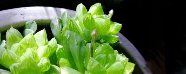 草玉露徒长怎么办
