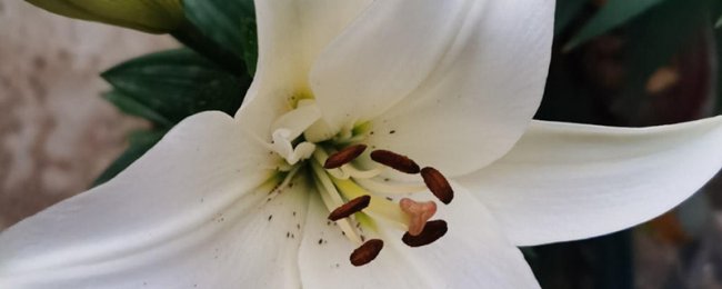 百合花不能乱送