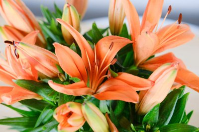 百合花寓意解析 百合花送人礼仪指南