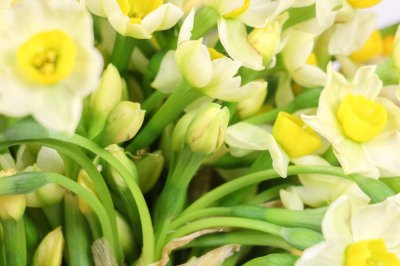 水仙花栽培与文化探秘 水仙花传说与养护指南