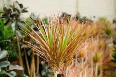 千年木养护全掌握 打造家居绿植美学