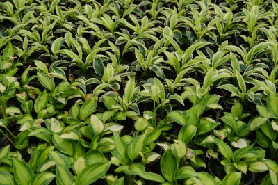 玉簪花总养不好？ 家庭养护必知的5个关键点