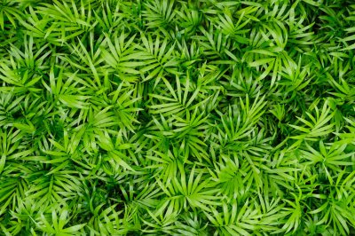 袖珍椰子养护要点 家庭环境水分管理