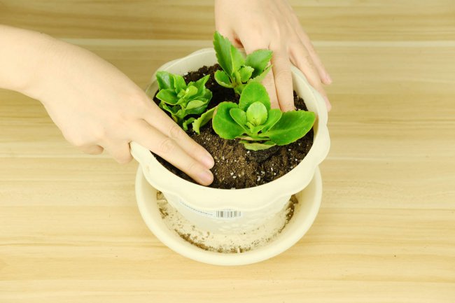 长寿花不长花苞、花苞掉了怎么办？
