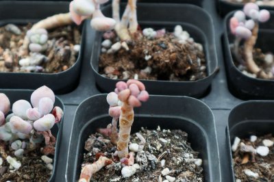 桃蛋养护技巧 桃肉植物培育要点