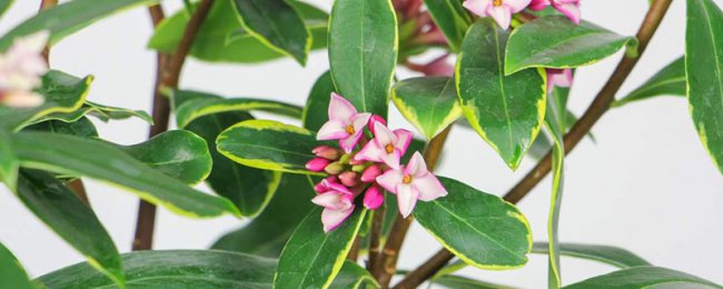 瑞香花怎么养
