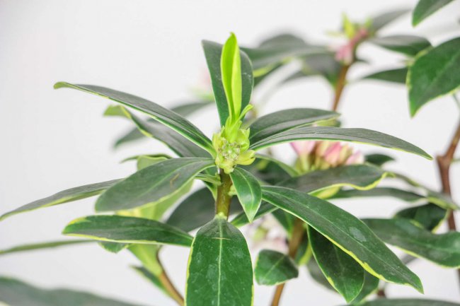瑞香花怎么养