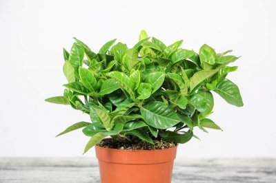 栀子花寓意解析 栀子花传说与养护技巧