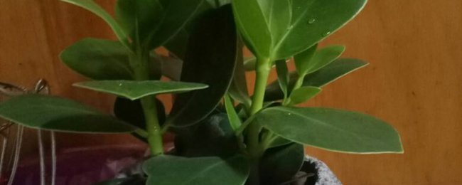 养招财树的好处