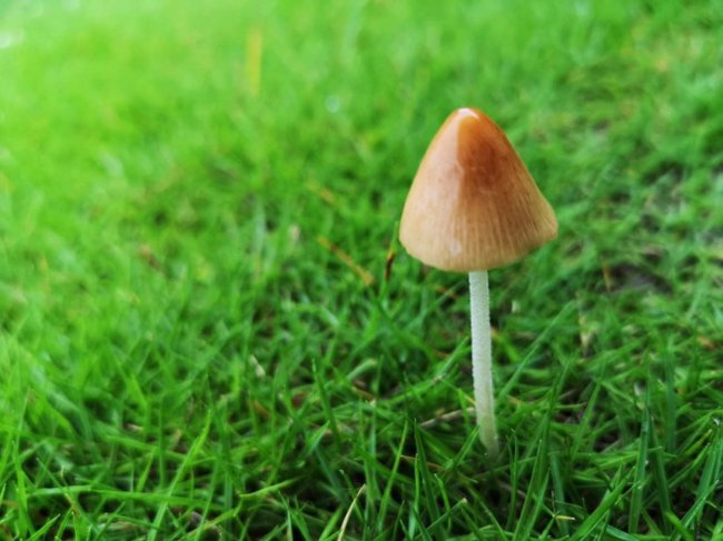 世界上最大的蘑菇有多大