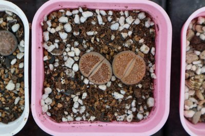 生石花化水处理 多肉化水急救养护技巧