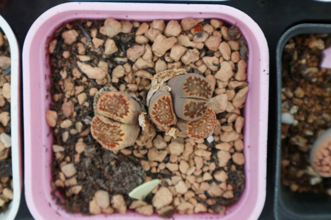 生石花化水怎么办