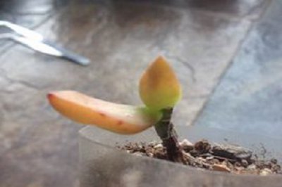黄丽化水急救指南 多肉化水防治全攻略