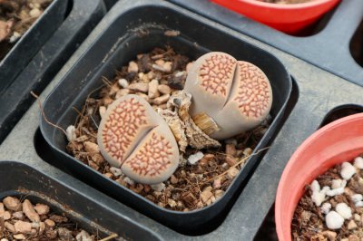 生石花化水怎么办 生石花救治养护技巧