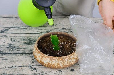 蟹爪兰养护技巧 蟹爪兰干瘪叶救治