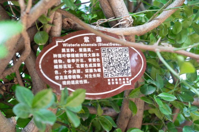 紫藤的花语和寓意