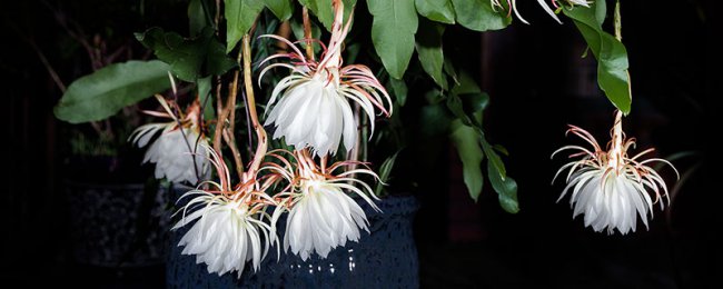 昙花是霸王花吗