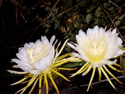 昙花与霸王花区别 昙花夜间开花养护