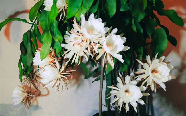昙花是霸王花吗