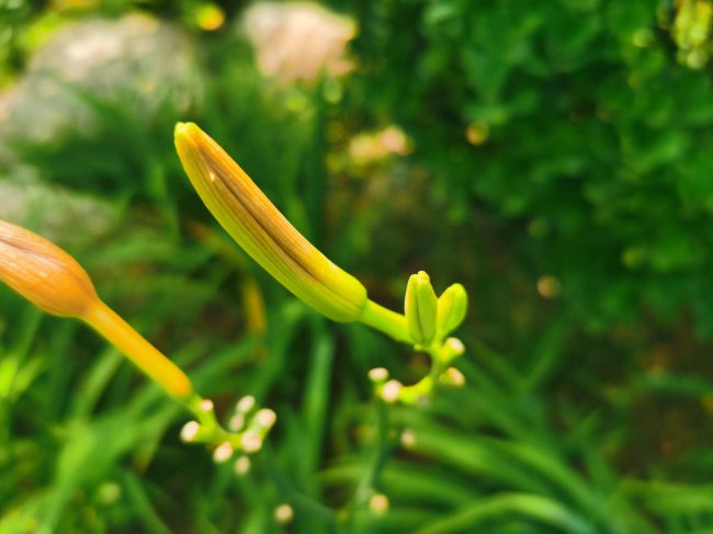 萱草的花语和寓意