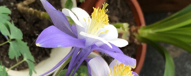 耧斗菜的花语和寓意