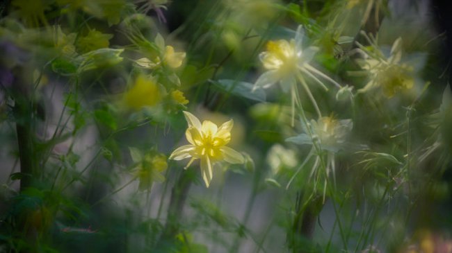 耧斗菜的花语和寓意
