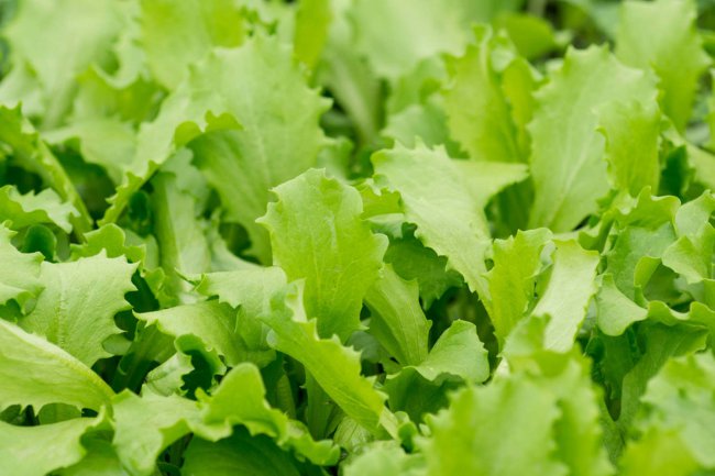 生菜是什么季节的蔬菜