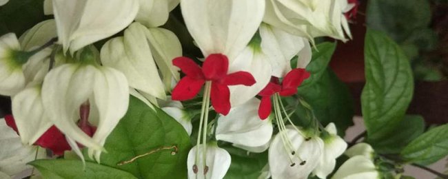 龙吐珠的花语和寓意