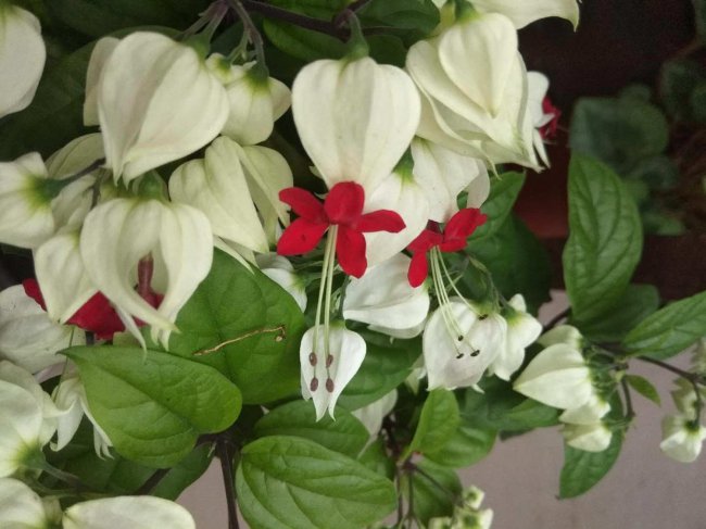 龙吐珠的花语和寓意